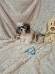 Shih-tzu Macho Tricolor Criadora Registada PT 3088 FL