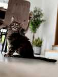 Kotka Maine coon do odbioru