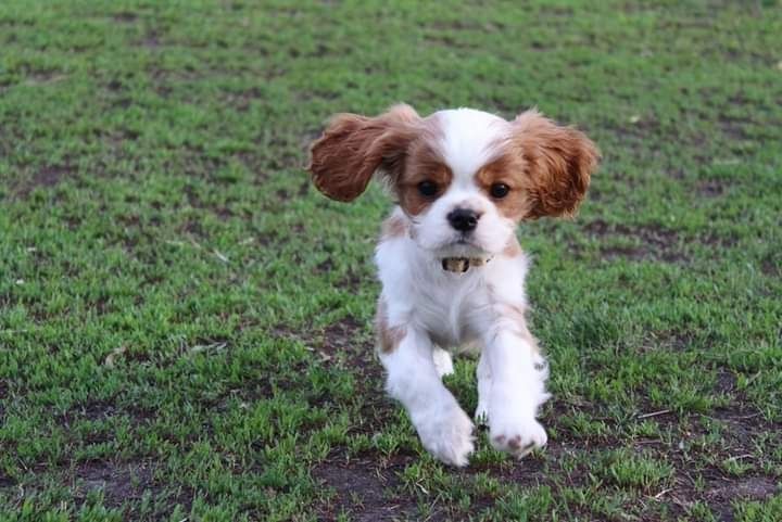 Cavalier King Charles Spaniel szczeniak sunia super piesek