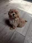 Maltipoo suczka mini, ojciec pudel toy chiński