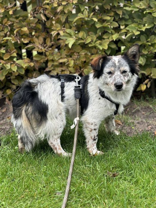 Dwa przecudne maluchy szczeniaki czekają na dom
