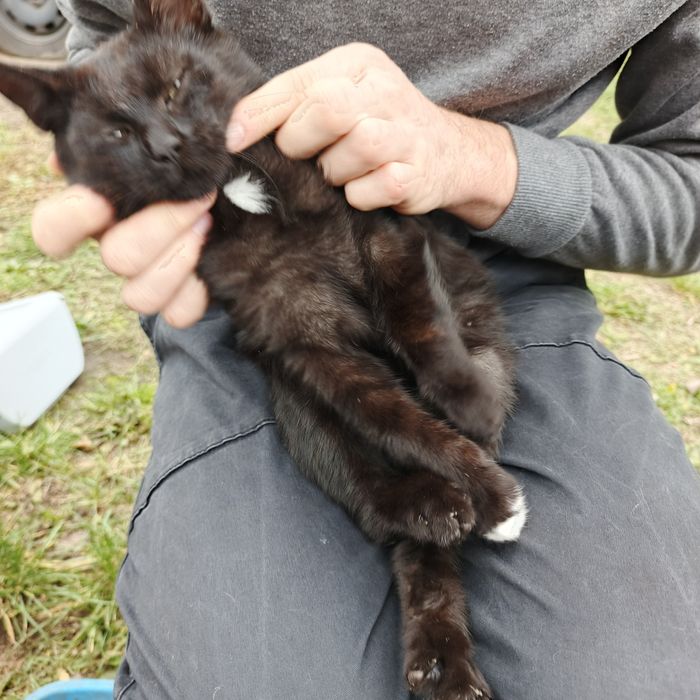 Młody kocur za darmo