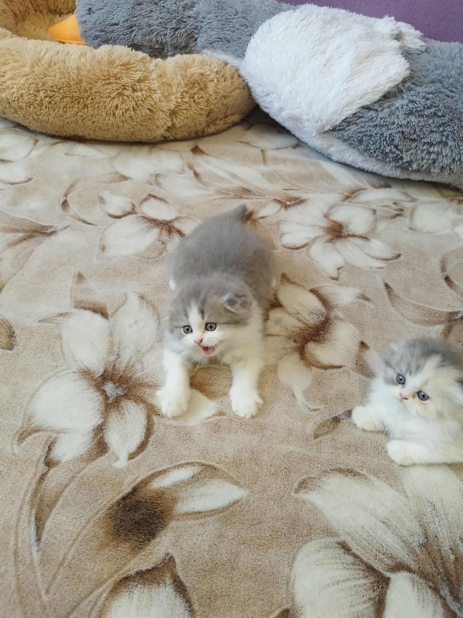 Шотландські висловухі