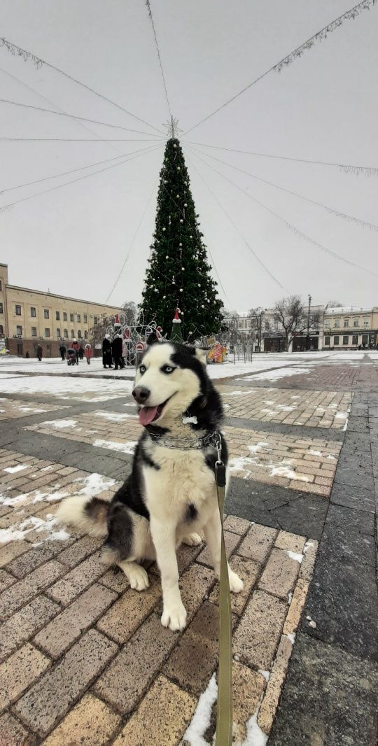 Вязка сибирский хаски большой кабель развязан