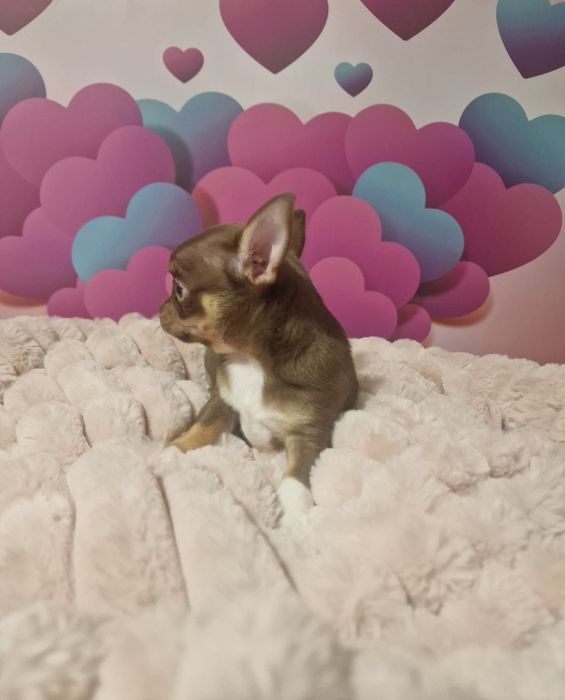 Czekoladowy chłopczyk chihuahua