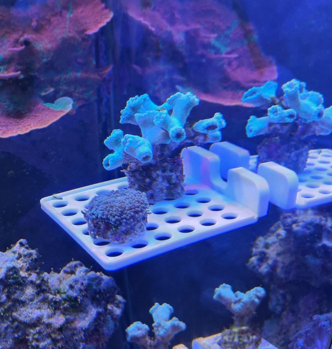Magnetyczna półka na Szczepki koralowców akwarium morskie