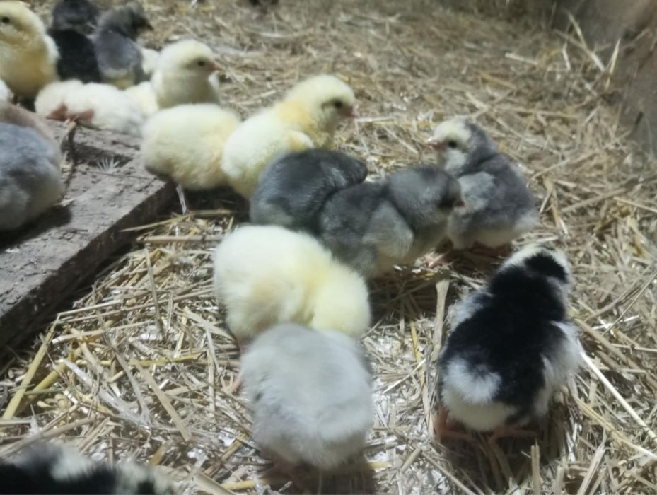 Kurczęta 5 dniowe - Dominant blue, tricolor oraz czubate