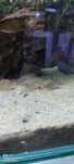 Corydoras Sterbae Grandes
