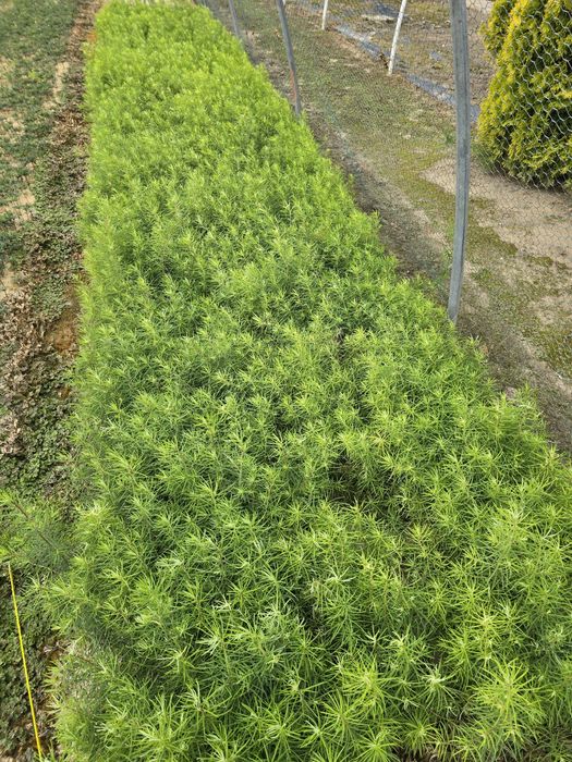 Daglezja zielona sosna czarna sosna pumilio 1 roczna sadzonka 1000szt.