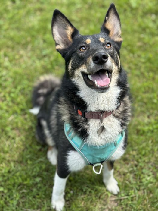 Молода собака породиста собака пума