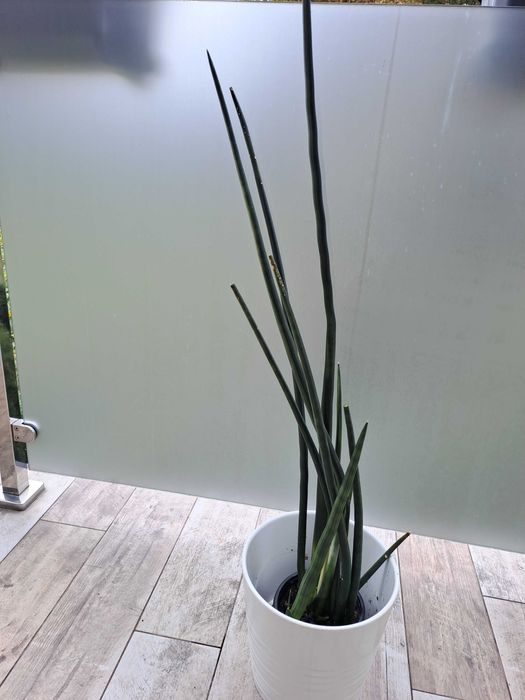 Sansewieria walcowata,