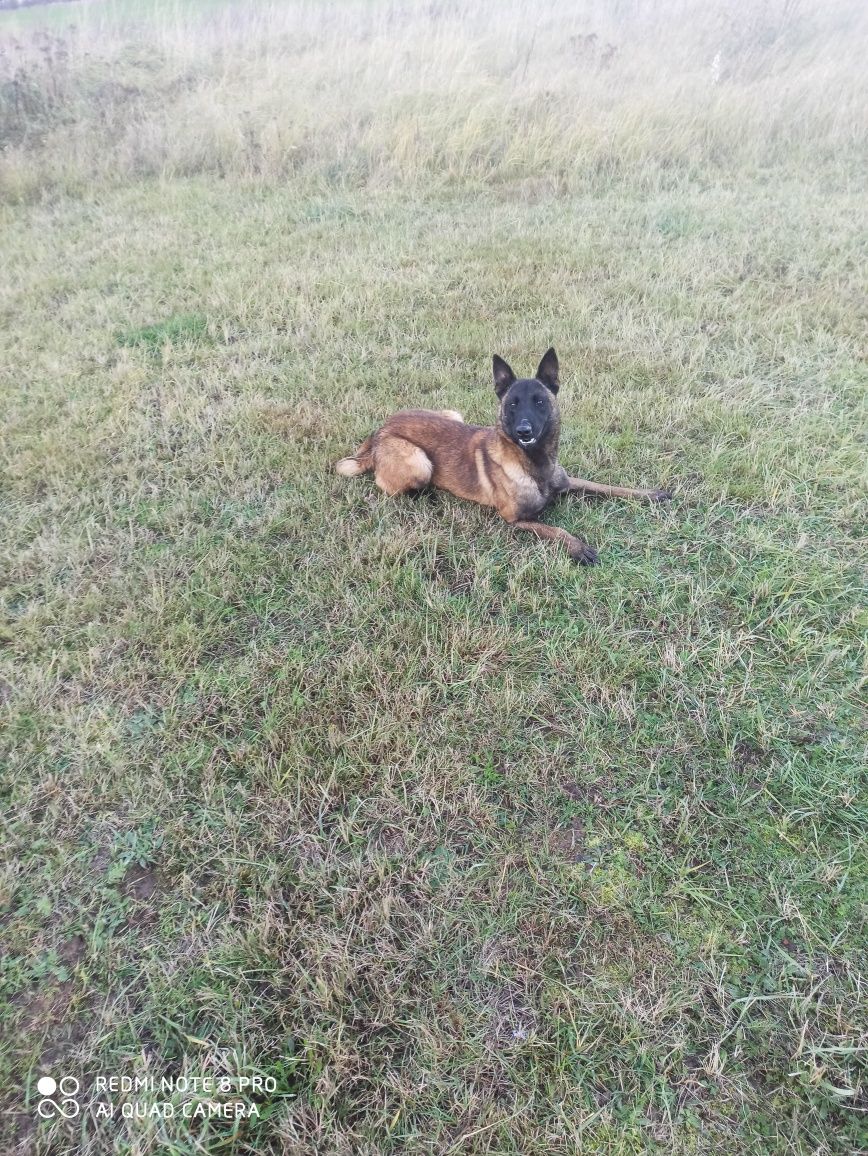 Owczarek belgijski malinois fci cała Polsk