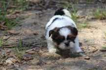 Cachorro shit-tzu Com Lop Pedigree