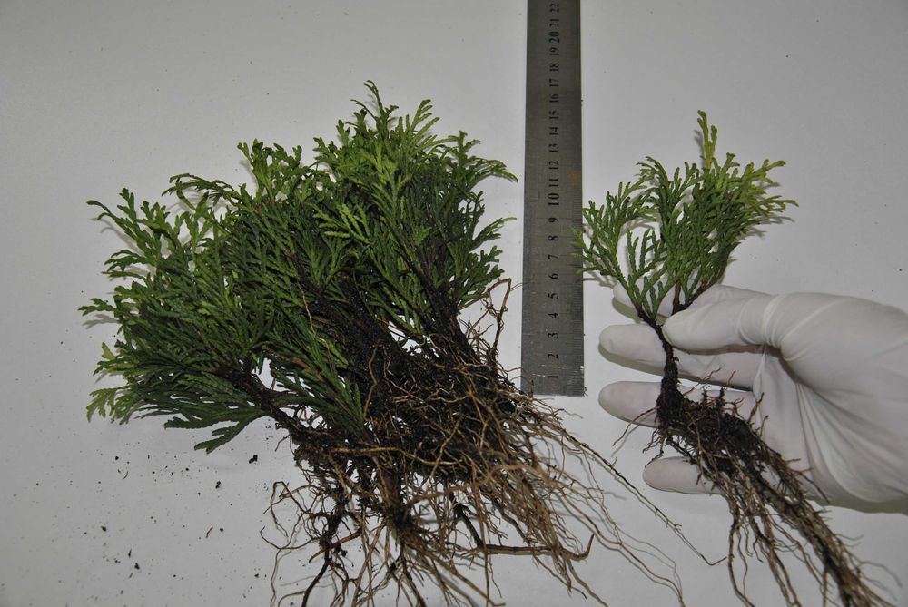 TUJA SZMARAGD THUJA SMARAGD sadzonki 1000szt/1szt - 0,55gr PROMOCJIA!!