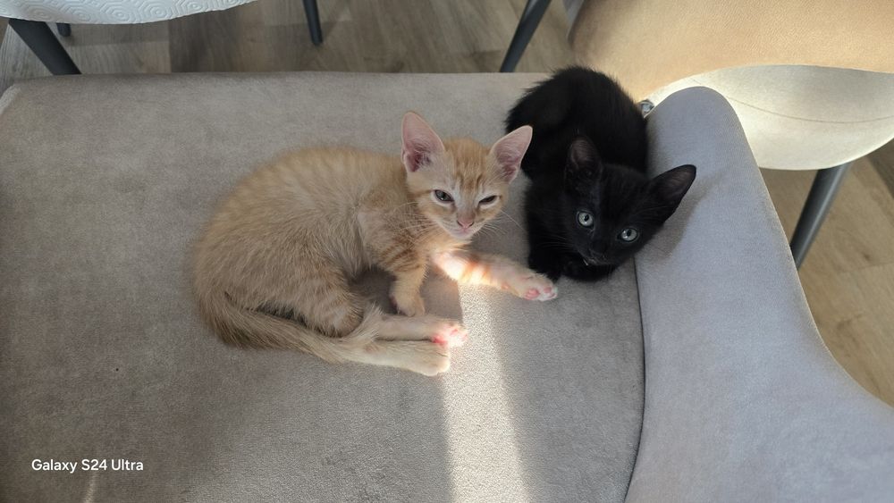 GATInhos para DOAR