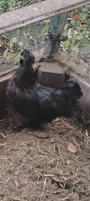 Parka kurek czubatek