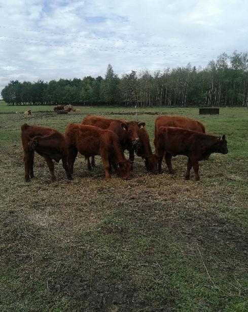 Odsadki mięsne sprzedam