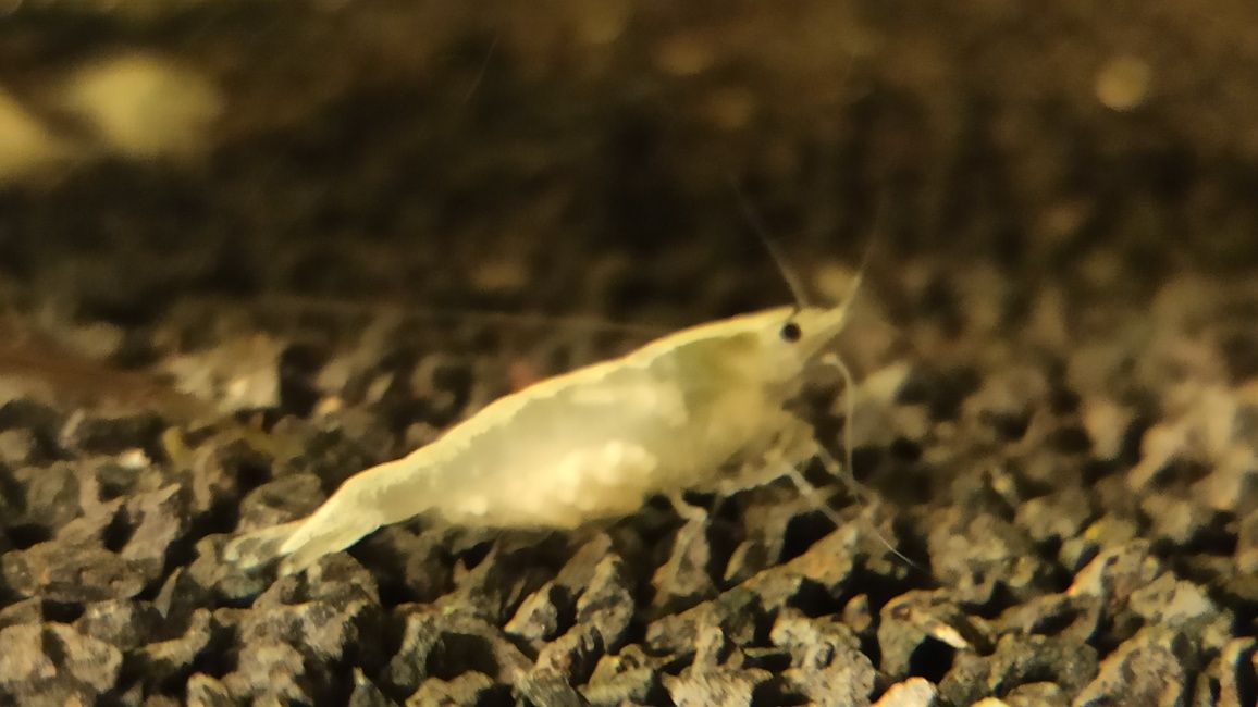 Noecardina White Pearl