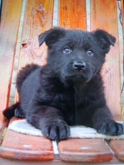 Цуценя німецької вівчарки