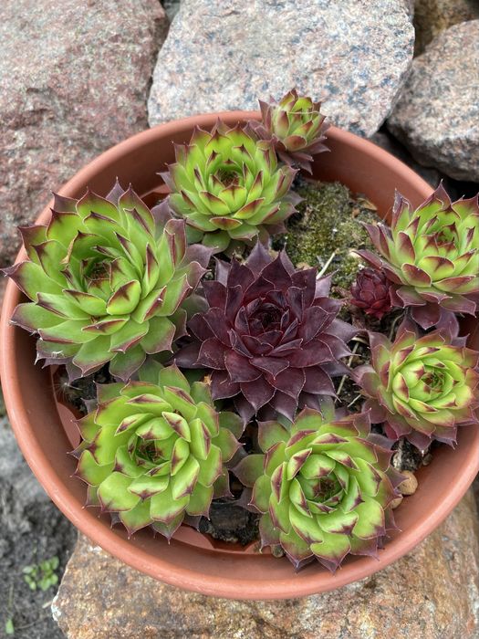 Молодило, камʼяна троянда, вуличні суккуленти