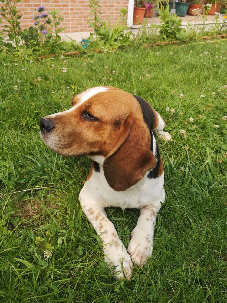 Beagle  macho tricolor Top