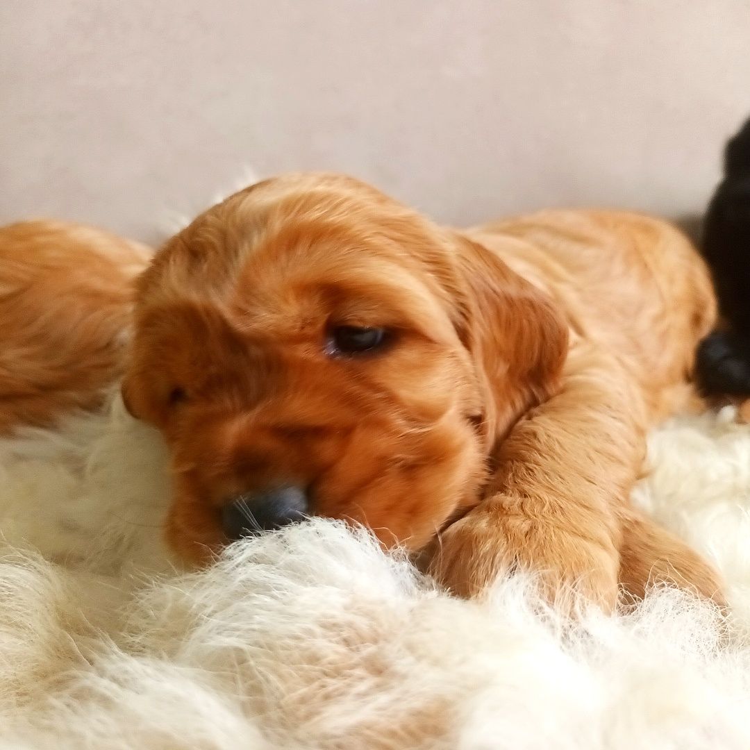 Śliczny cocker spaniel