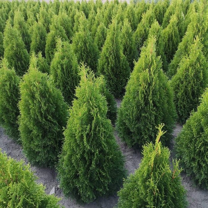 Tuja Szmaragd Thuja szmaragd 130-150cm!!!