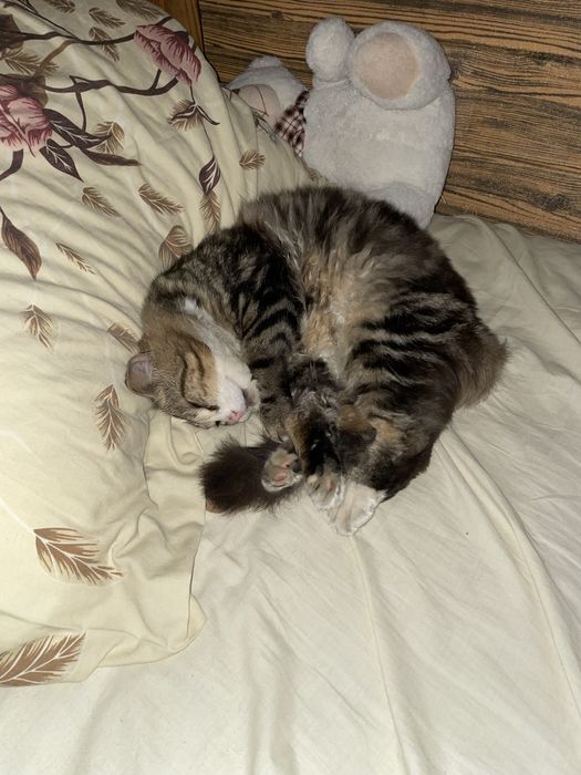 ПРОПАЛ КОТ, помогите пожалуйста найти