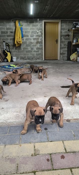 Szczenię bokser rasowe