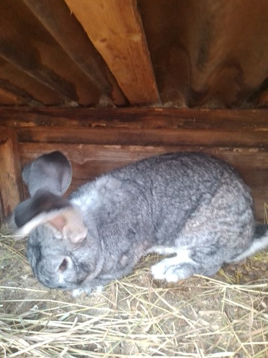 Бельгийский великан самец,рабочий