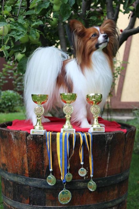 Солодкий папійон ( папільон)