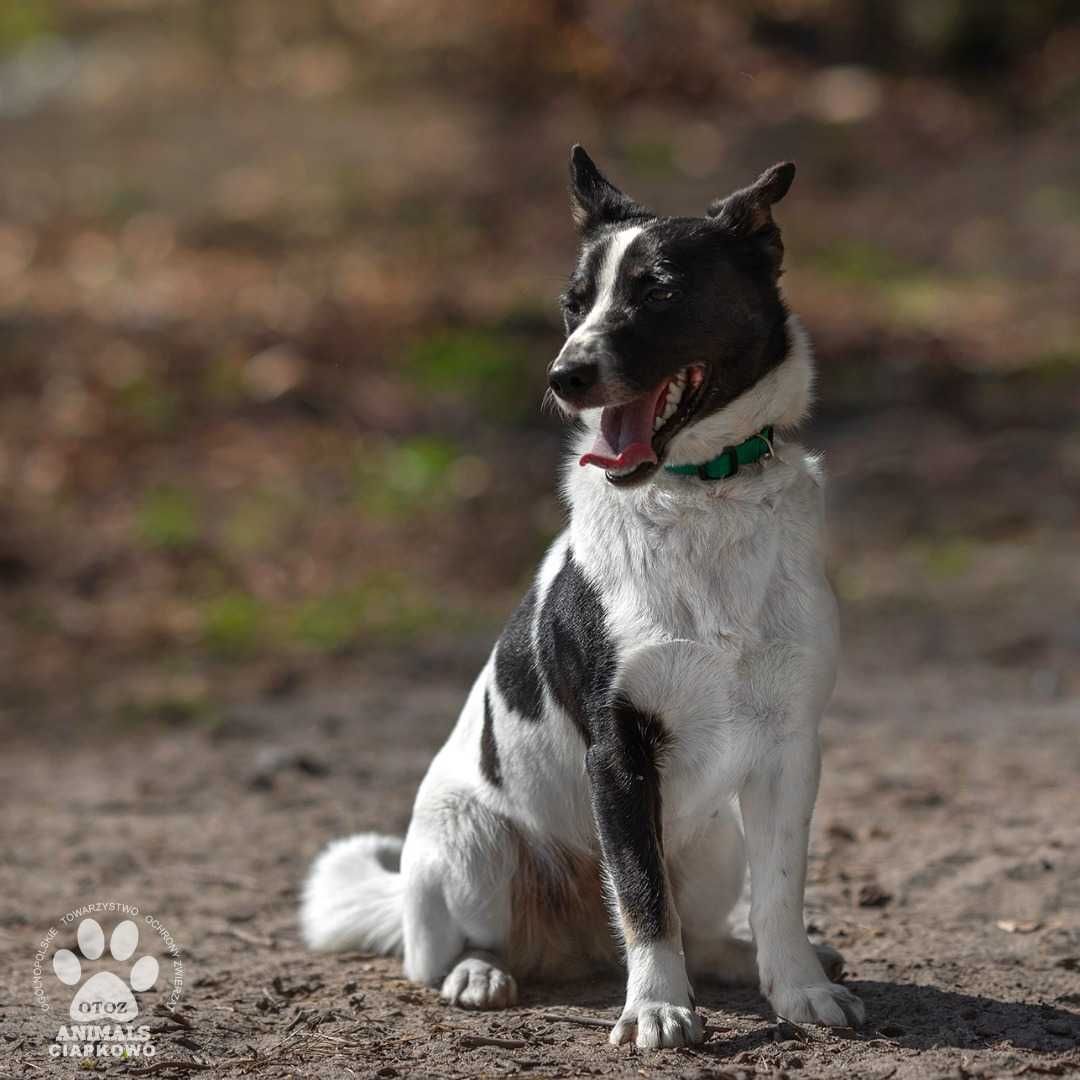 Nancy szuka domu! OTOZ Animals Schronisko Ciapkowo