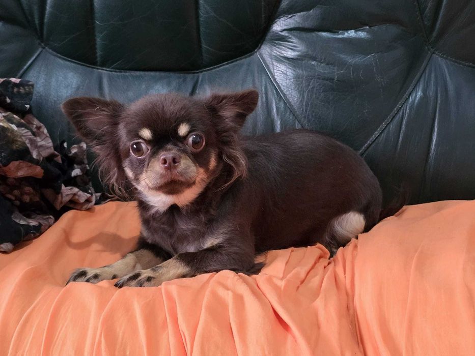Chihuahua Fêmea com 2 anos procura família. Cor Chocolate afogueado