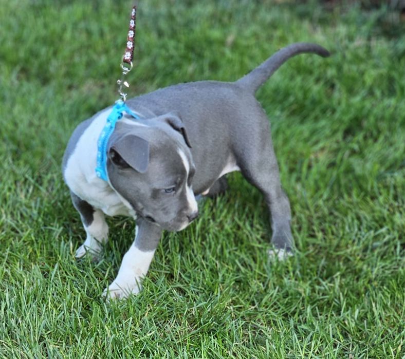 Piękny piesek amstaff