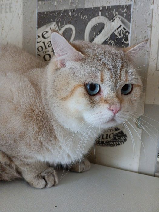 Вязка  Шикарный британский кот