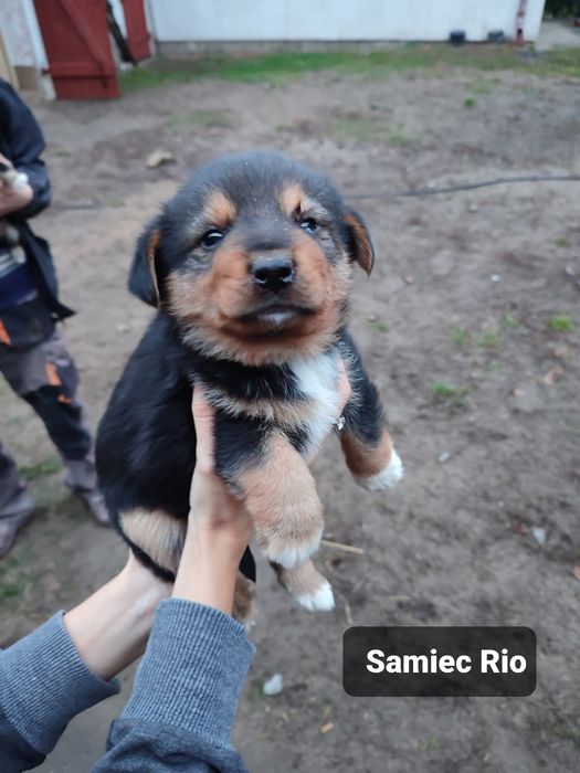 Szczeniaki do adopcji