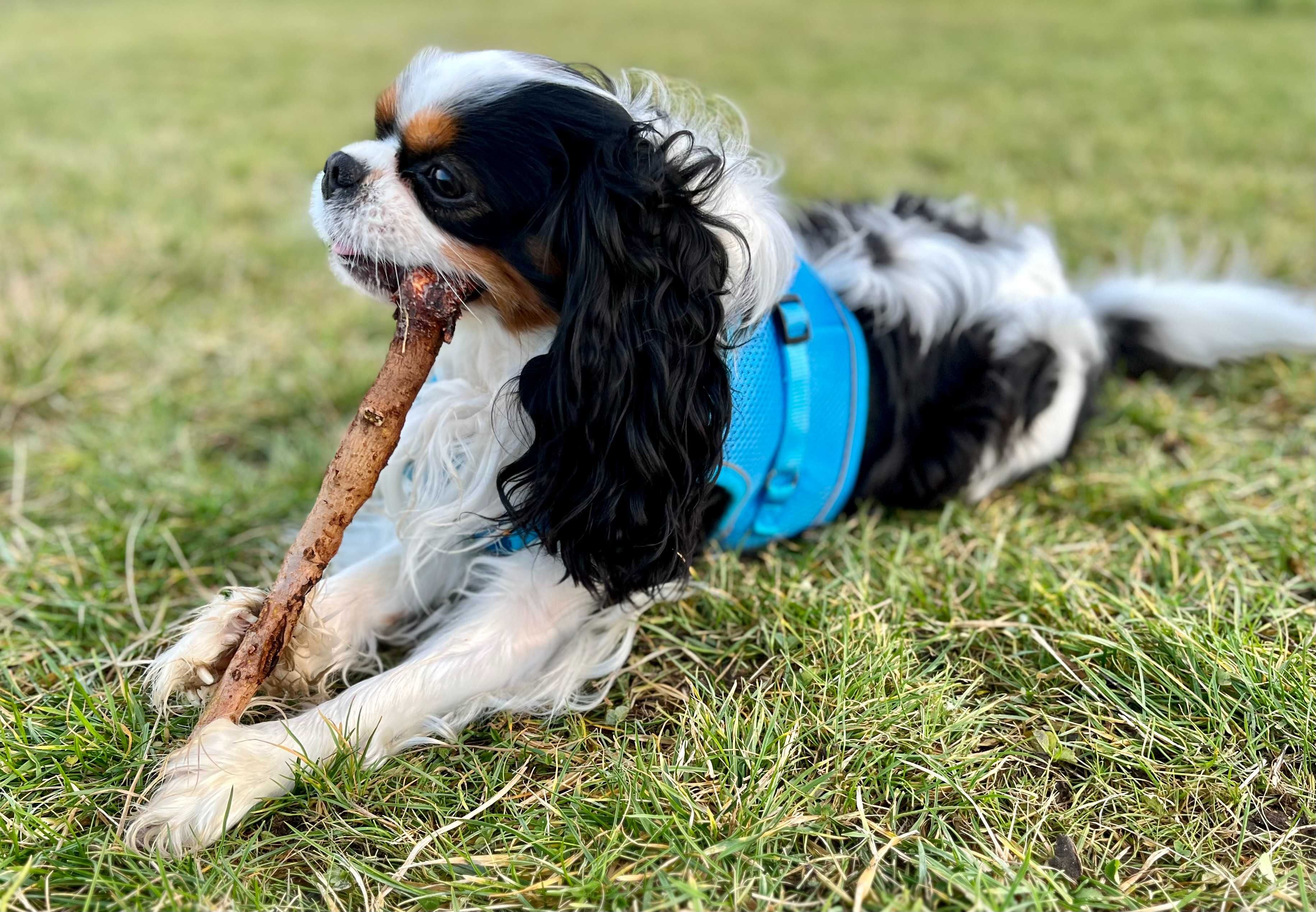 Cavalier King Charles Spaniel - reproduktor SWKiPR z bad. genetycznymi