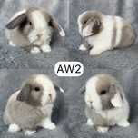 Królik Baranek Miniaturka MINI LOP