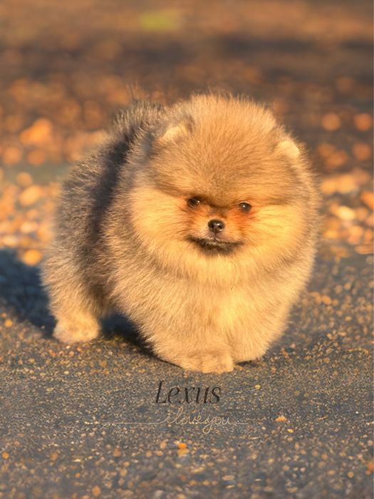 Pomeranian/szpic miniaturowy