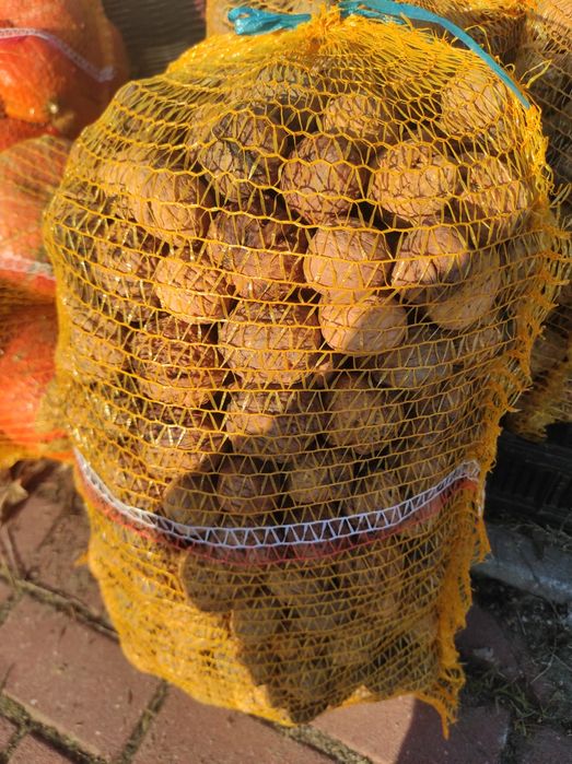 Sprzedam orzechy włoskie Jacki