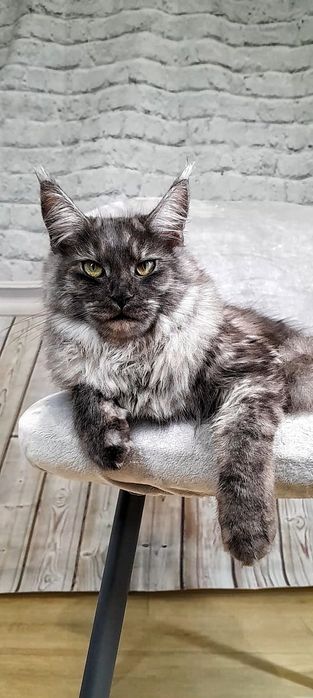 Кошечка мейн-кун,  окрас чёрный  дым