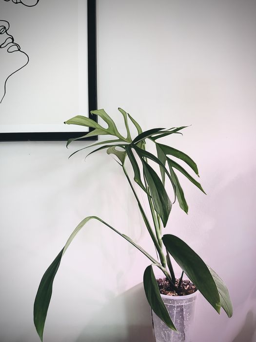 Monstera Croatii Unikat