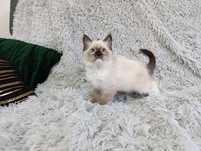 Kot ragdoll - kotka ragdoll z niebieskimi oczami- RODOWÓD