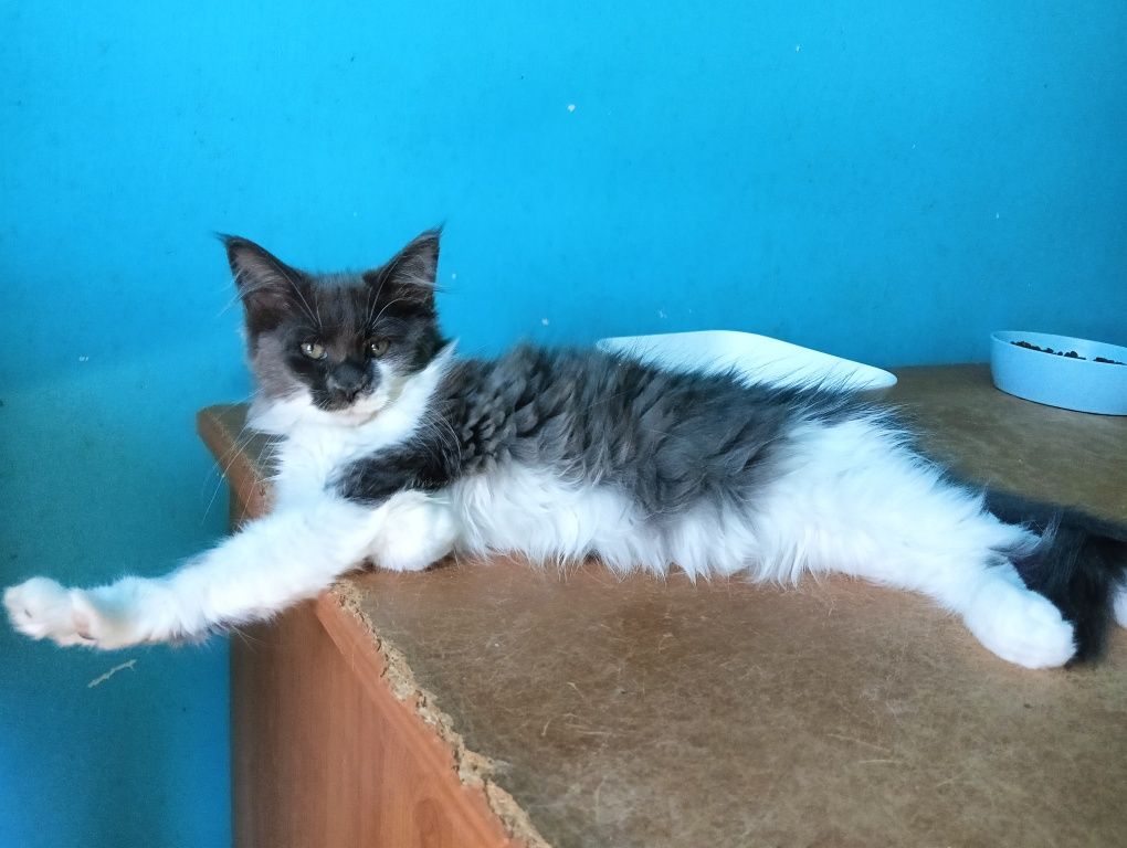 Maine coon niebieska solidka z białym kotka rodowód FPL