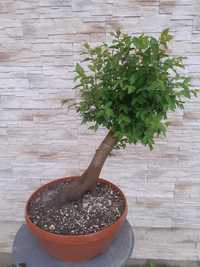 Bonsai drzewko mirabelka I klon. WYSYLKA