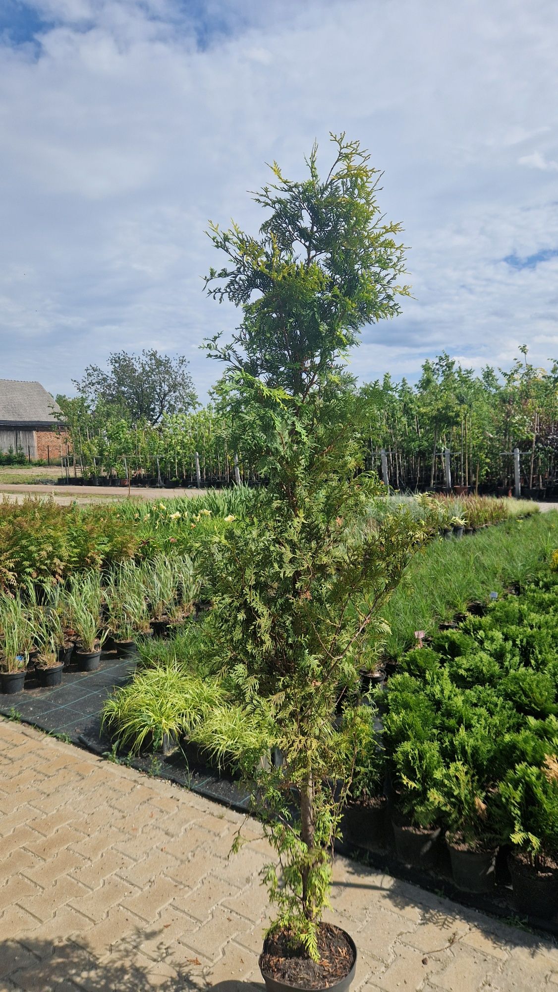 Thuja 'Brabant' 2m C5 na żywopłot
