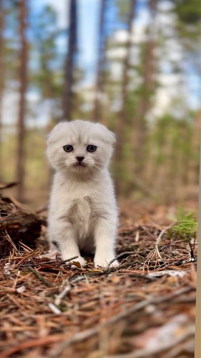 Киця дівчинка шотландська чистокровна породна висловушка