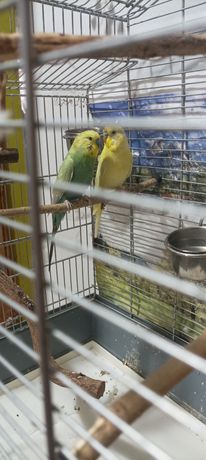 Dwa samczyki papugi falistej z klatką