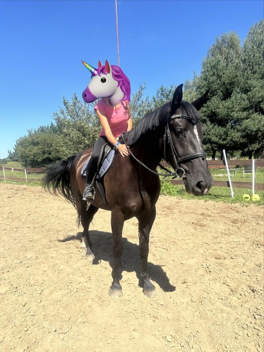 Klacz śląska z licencją