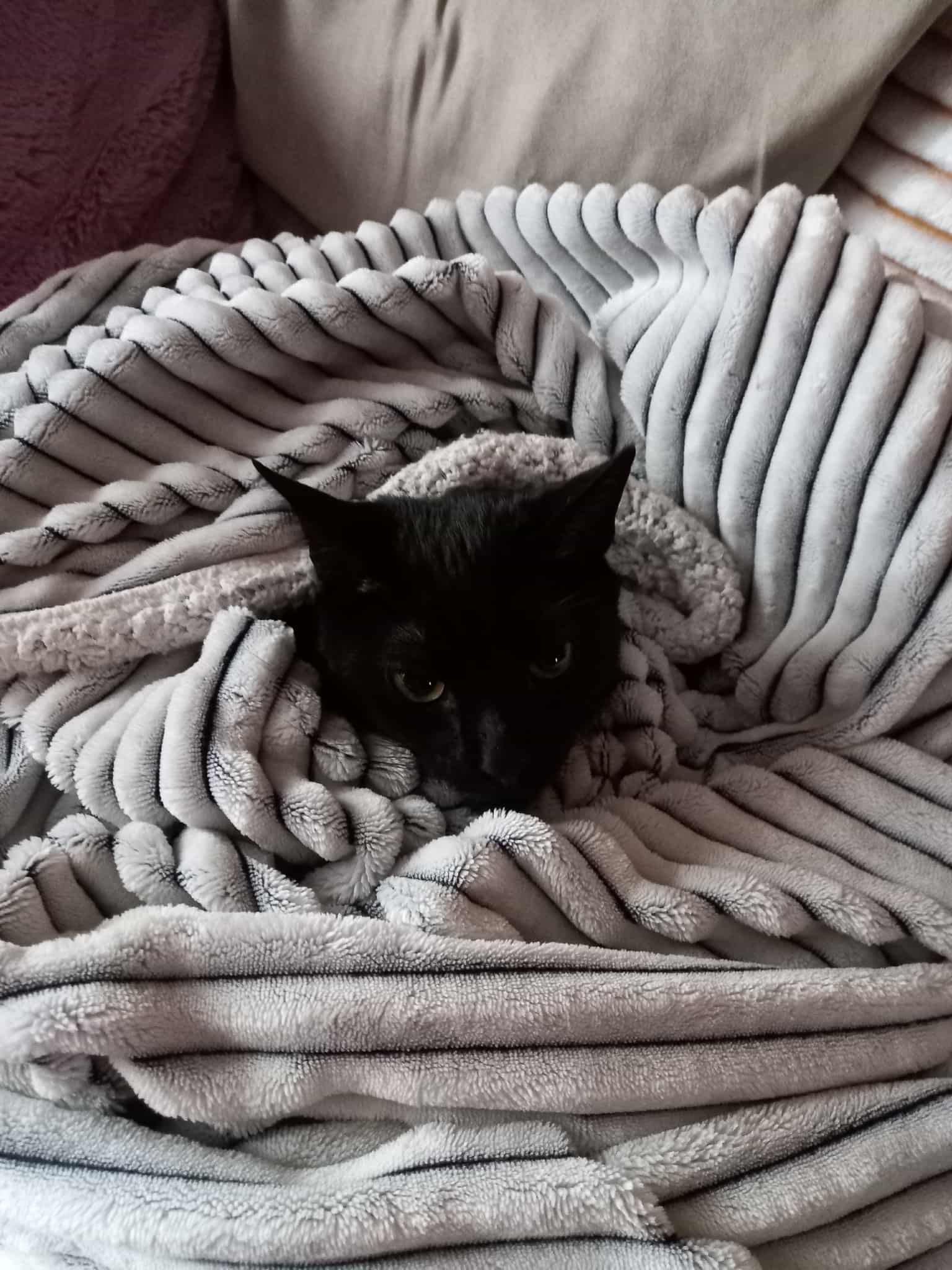 Koty poszukują domu! Koty do adopcji